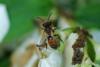 Andrena sp.